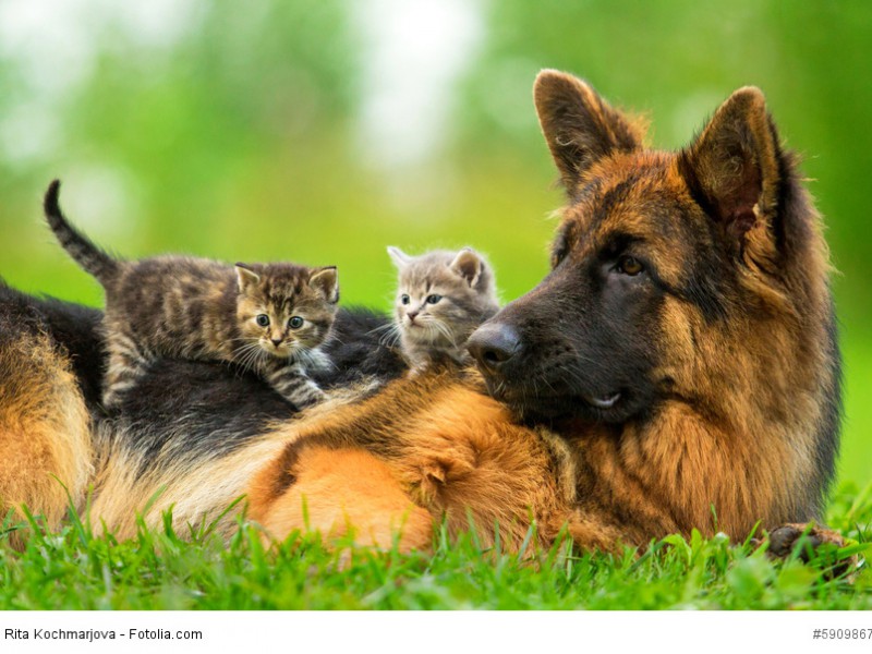 Ein Deutscher Schäferhund lässt sich viel gefallen ehe er die Geduld verliert.
