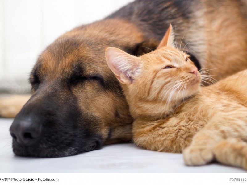 Deutsche Schäferhunde sind auch anderen Tieren gegenüber geduldig und gesellig.