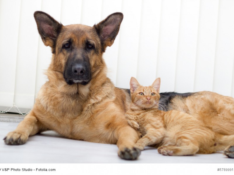 Du merkst in ihrem Verhalten, dass sie ursprünglich Hütehunde und keine Jagdhunde sind.