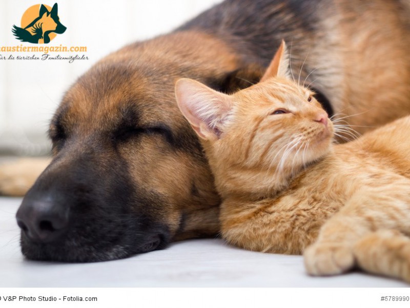 cat and dog sleeping together