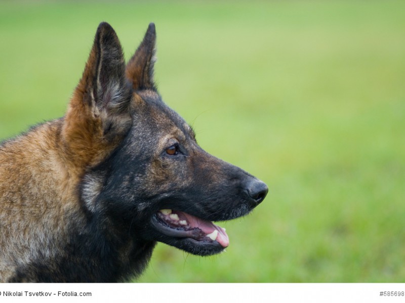 Deutsche Schäferhunde gibt es in verschiedenen Fellfarben.