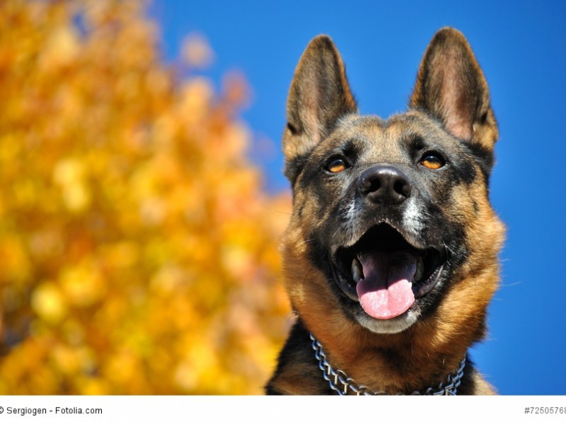 Mit einem Deutschen Schäferhund hast du einen zuverlässigen Wachhund an deiner Seite.