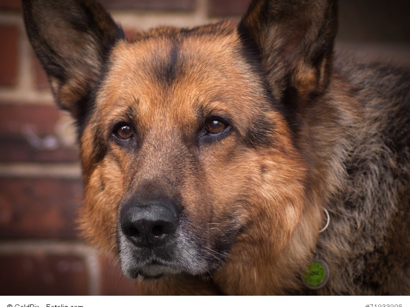 Wie viele ältere Hunde bekommen auch Schäferhunde einen grauen Bart