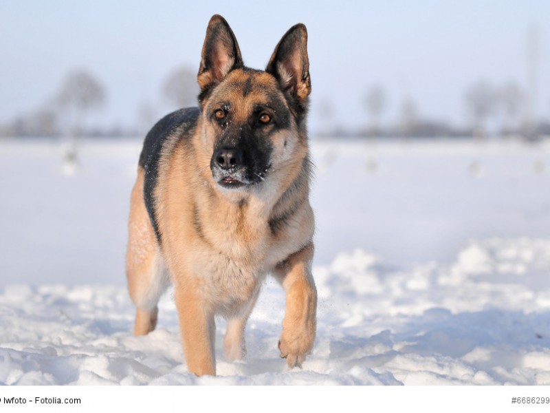 Deutscher Schäferhund mit aufmerksamen Blick im Schnee