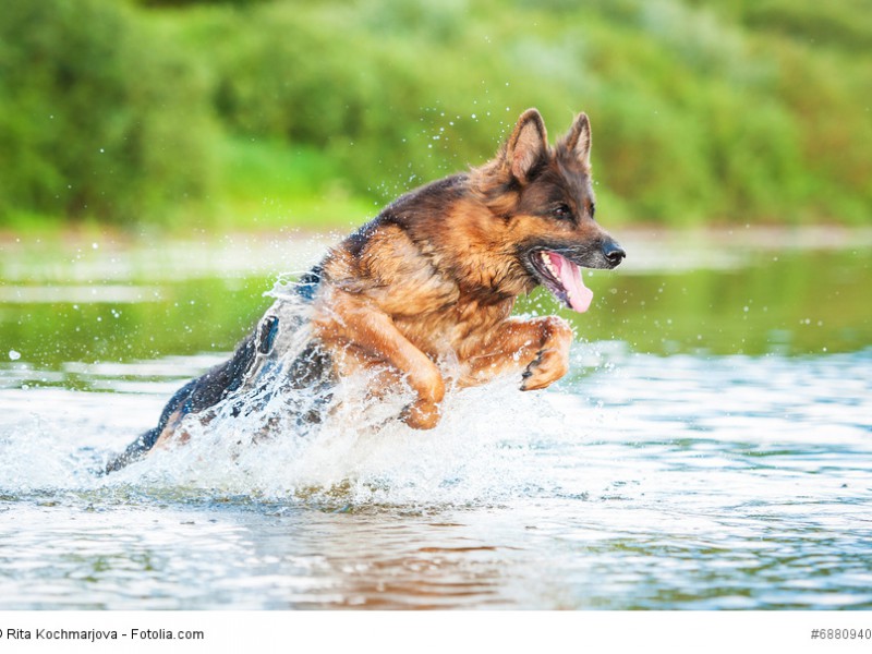 Durch seine Bewegungsfreude ist ein Deutscher Schäferhund nicht für eine Stadtwohnung geeignet.