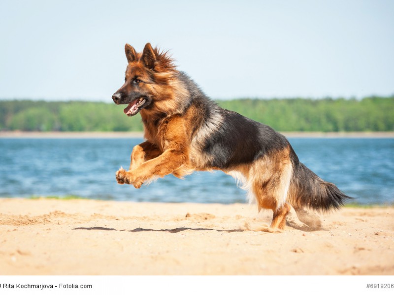 Deutsche Schäferhunde gibt es in vielen Farben.
