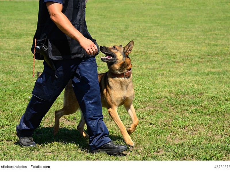 Deutsche Schäferhunde werden heute gerne als Diensthunde bei der Polizei oder dem Zoll eingesetzt.