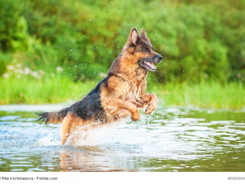 Schäferhunde brauchen ausreichend Bewegung, damit sie ausgeglichen bleiben.