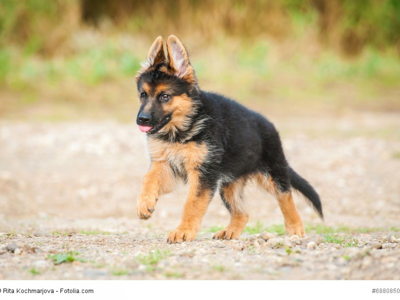 Junge Hunde brauchen viel Bewegung und noch mehr liebevolle aber konsequente Erziehung.