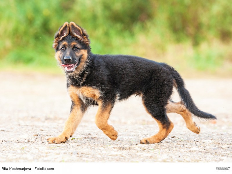 Ein junger Deutscher Schäferhund mit der charakteristischen Ohrstellung.