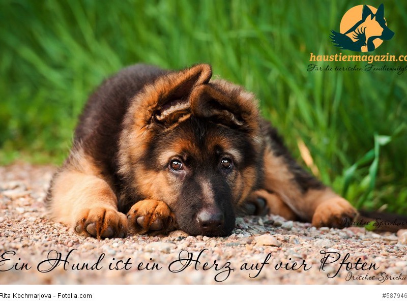 German shepherd puppy