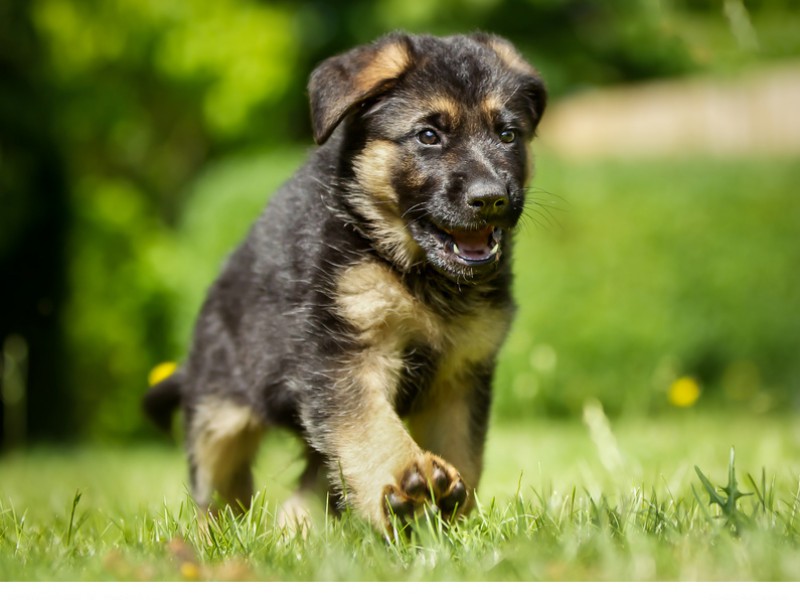 Wie alle Hundewelpen dürfen auch Deutsche Schäferhunde nicht zu früh abgegeben werden.