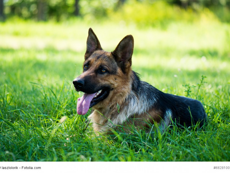 Deutsche Schäferhunde gehören zu den beliebtesten Hunderassen weltweit.