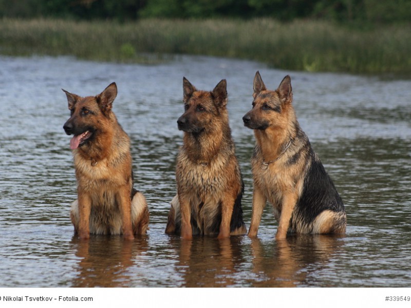 Deutsche Schäferhunde sind gesellige und verträgliche Hunde.