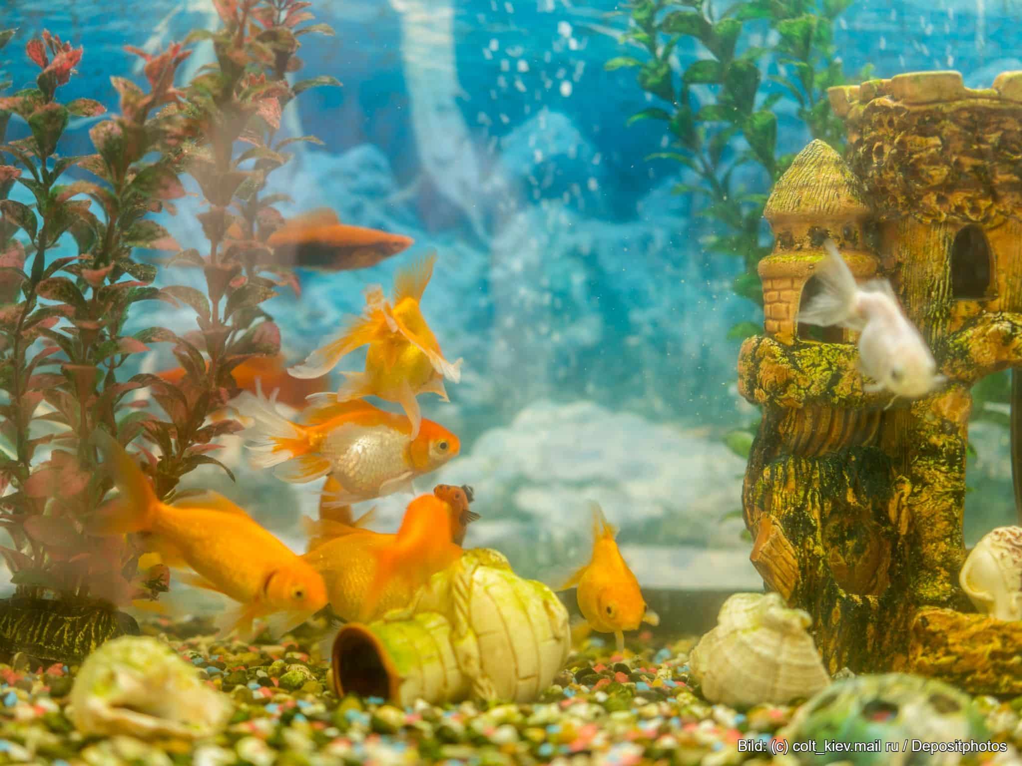 Aquarium Einsteiger Tipps