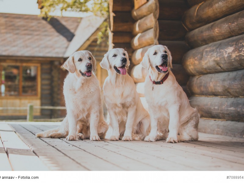 Zusammen sind sie stark! Golden Retriever vertragen sich gut mit anderen Lebewesen.