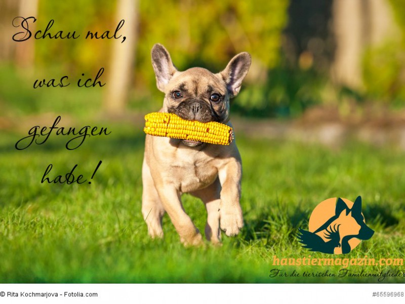 French bulldog puppy playing in the yard
