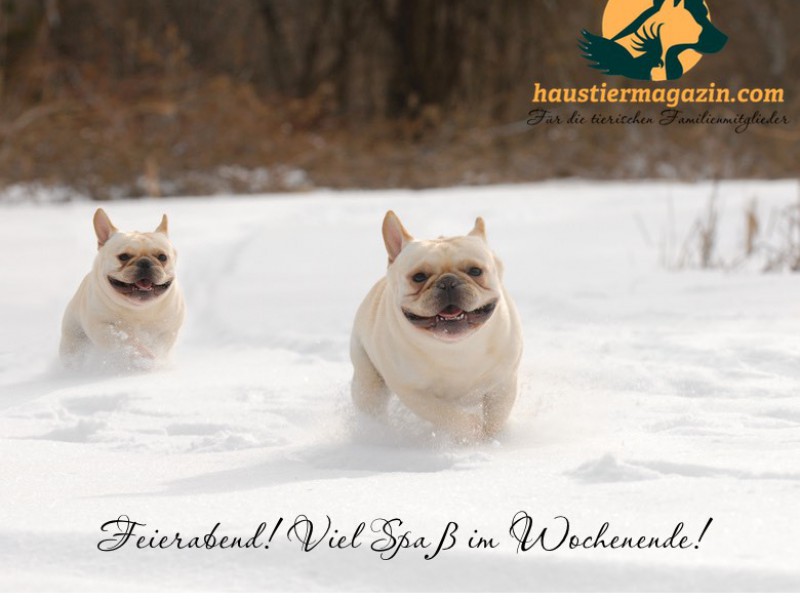 two dogs running in the snow