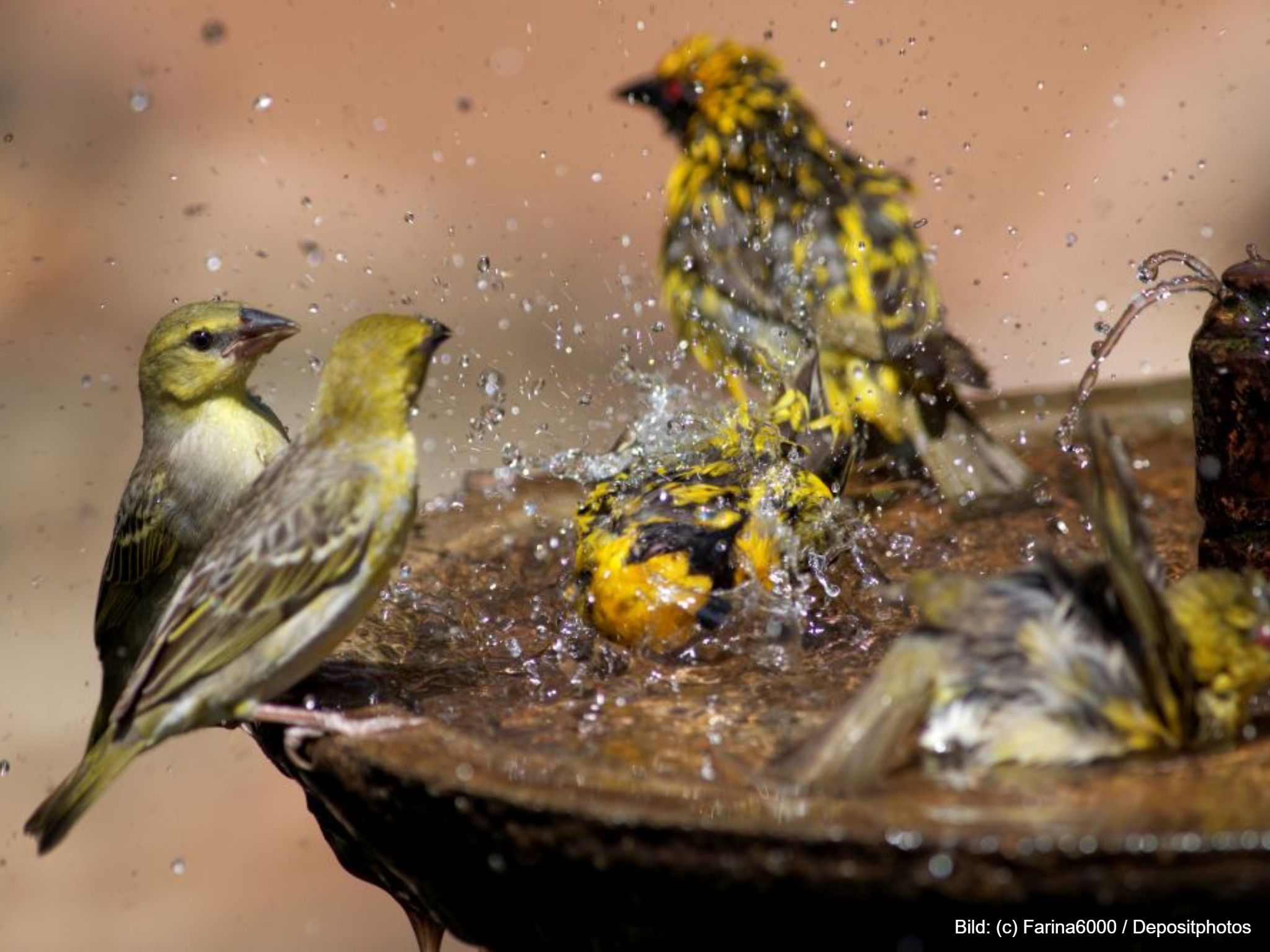 Vogelbad im Garten