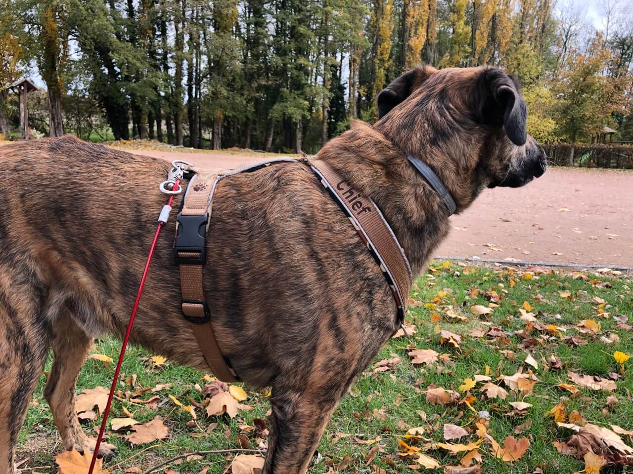 Hund mit braunem Geschirr.