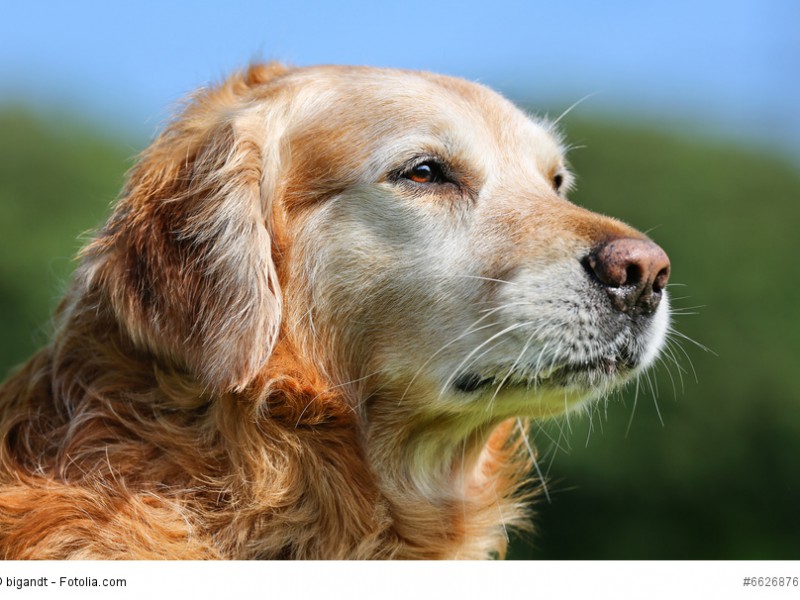 Portrait eines alternden Golden Retriever