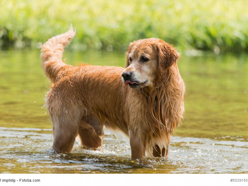 Golden Retriever lieben Wasser.