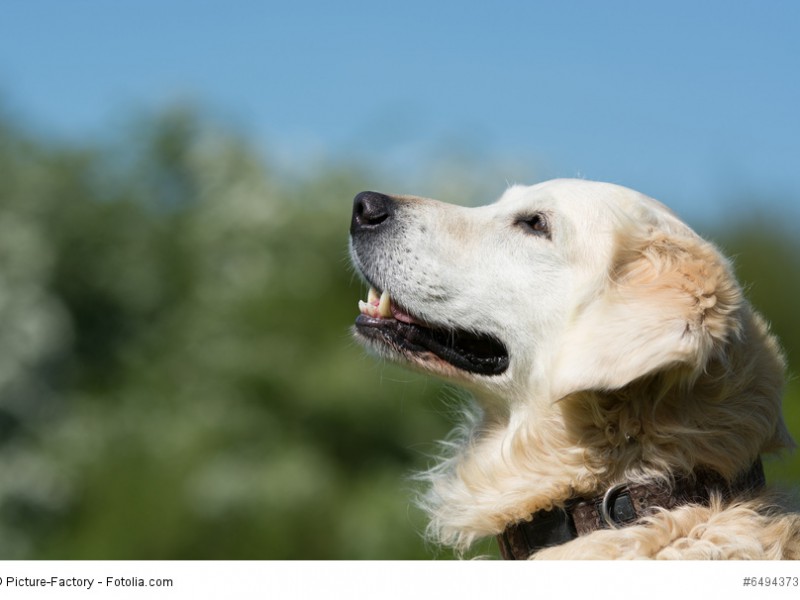 Golden Retriever sind sehr intelligente und umgängliche Hunde.