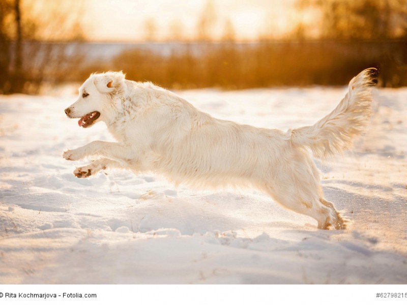 Golden Retriever sind wetterfest und tollen gerne im Schnee.