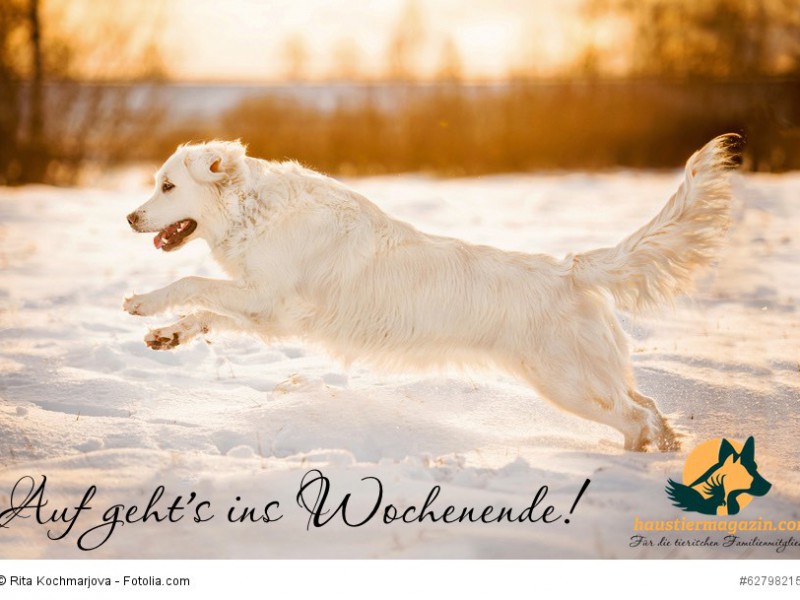 Golden retriever playing on sunset in winter