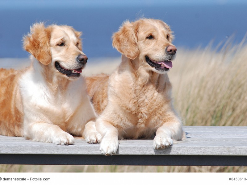 Bei Golden Retrievern musst du im Sommer am Strand aufpassen, dass es ihnen nicht zu warm wird.