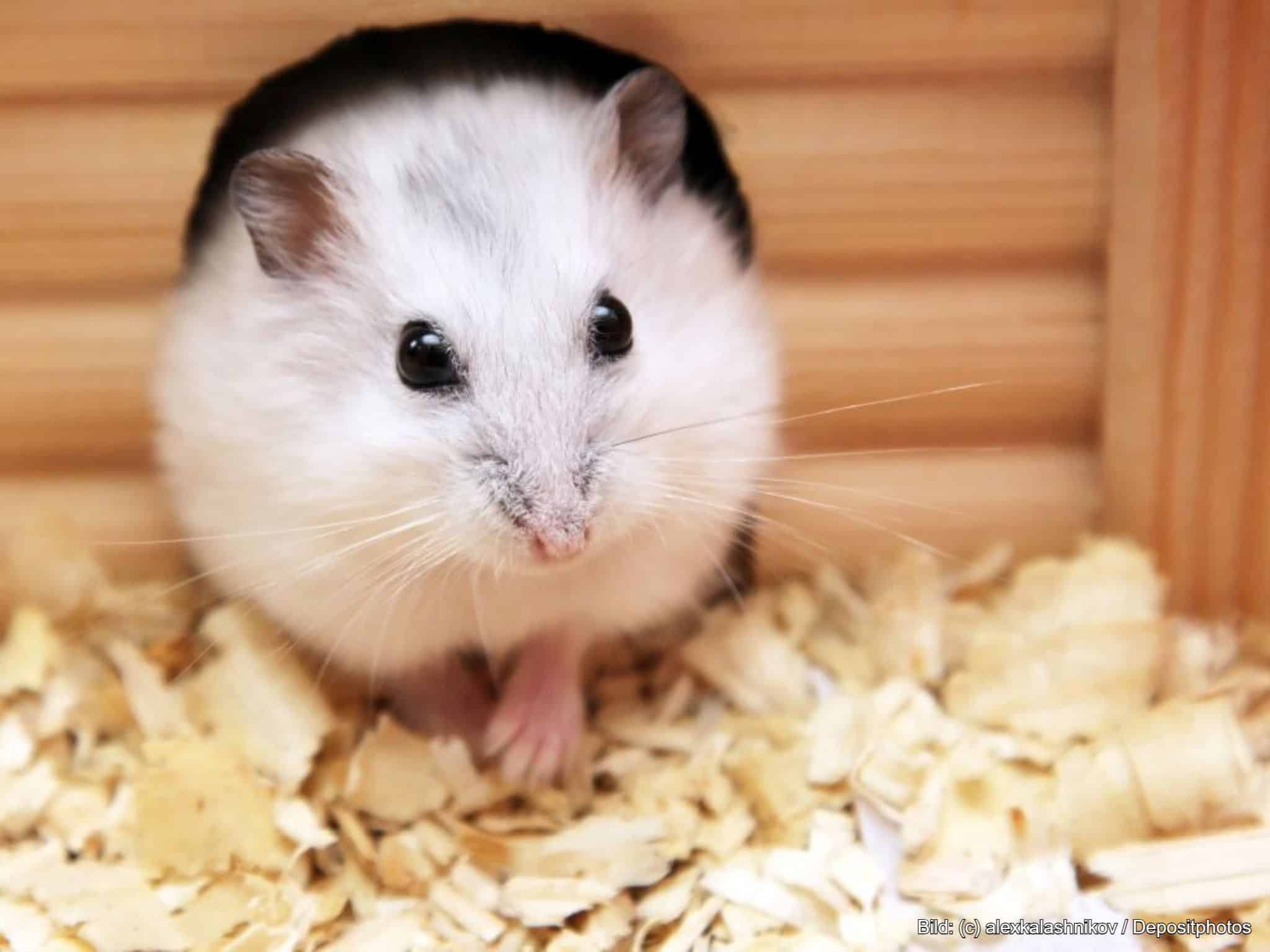 Hamsterkäfig mit Einstreu
