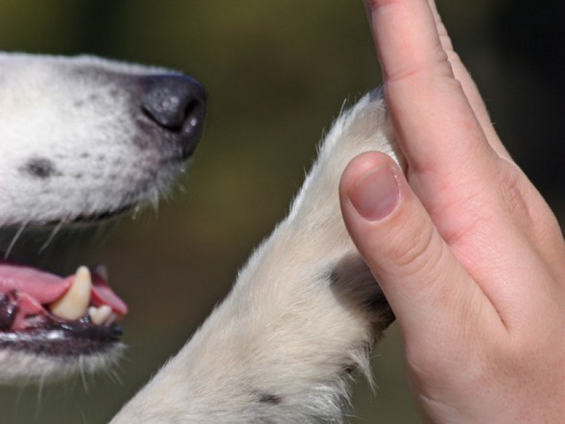 Friends – hand and paw