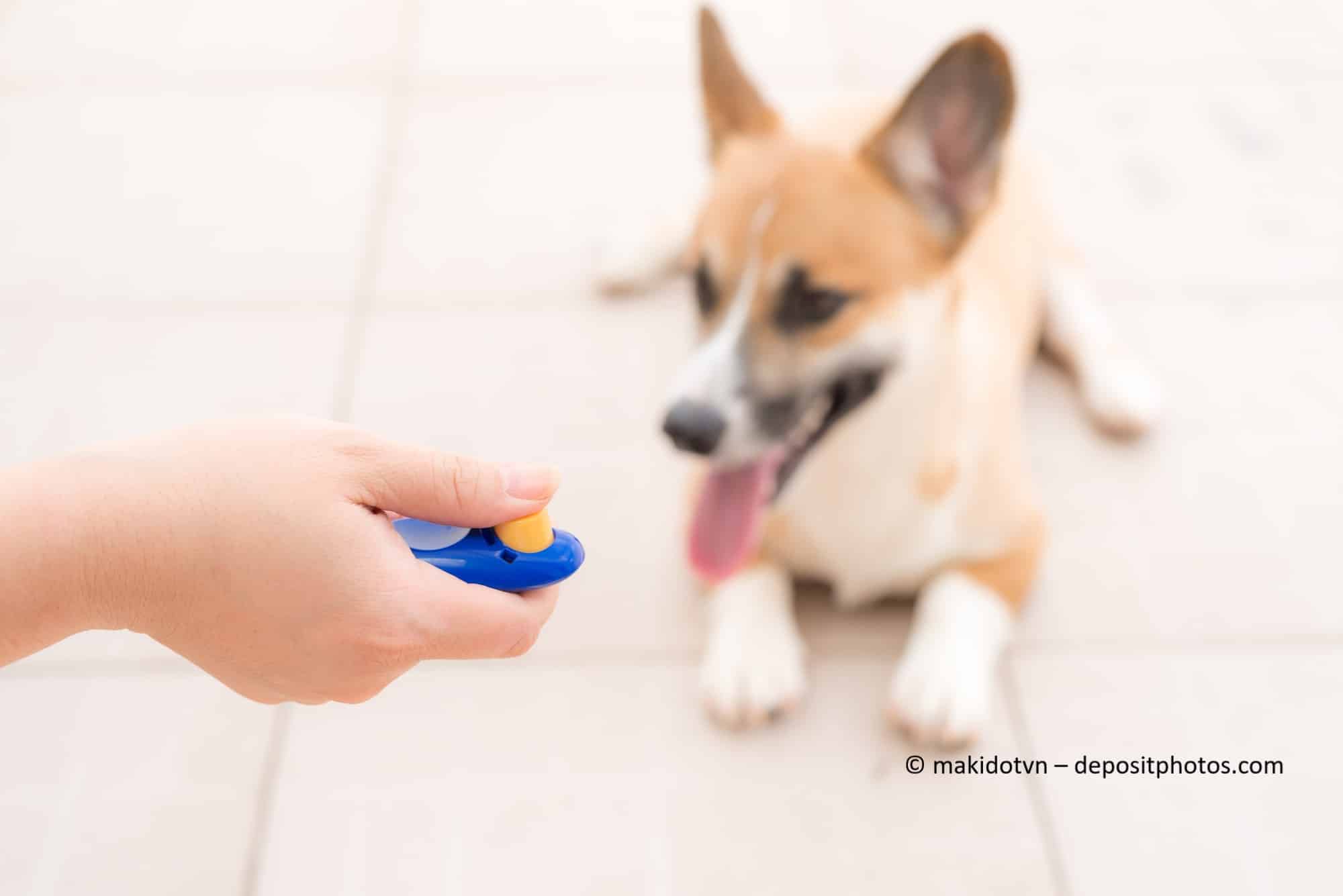 Eine Hand hält einen Clicker vor einem Hund der auf dem Boden liegt.