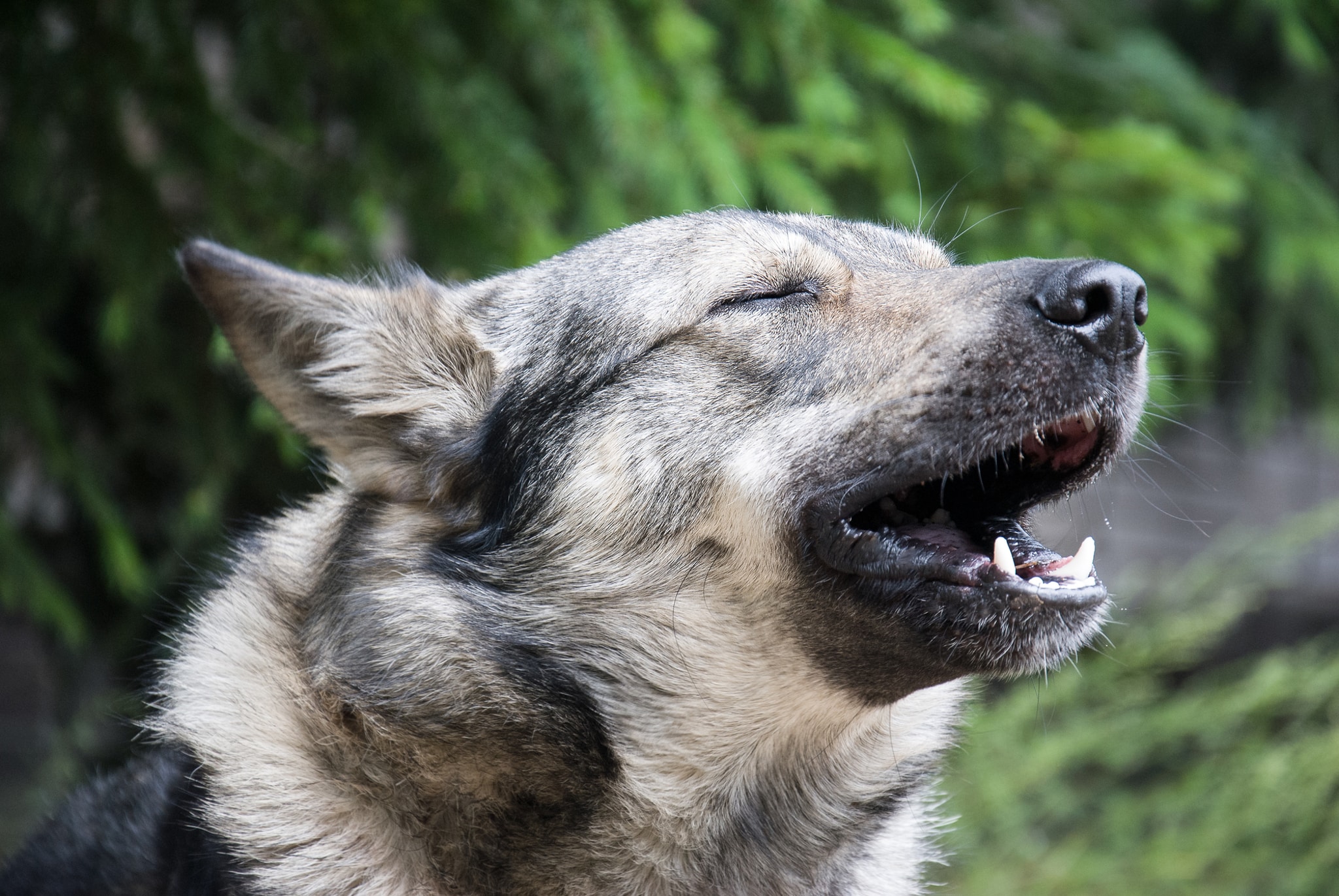 Hund fiept in der Natur