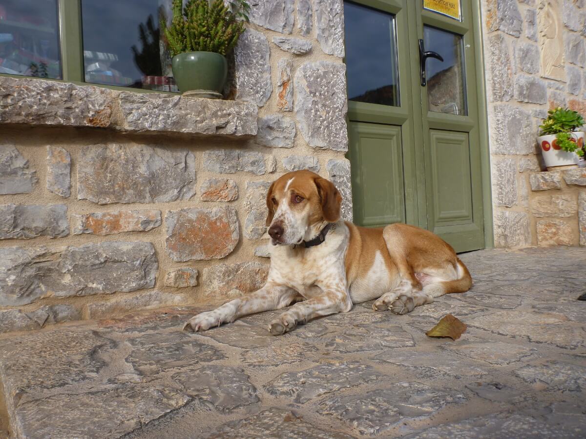 Braun-weißer Mischlingshund liegt vor einem Haus
