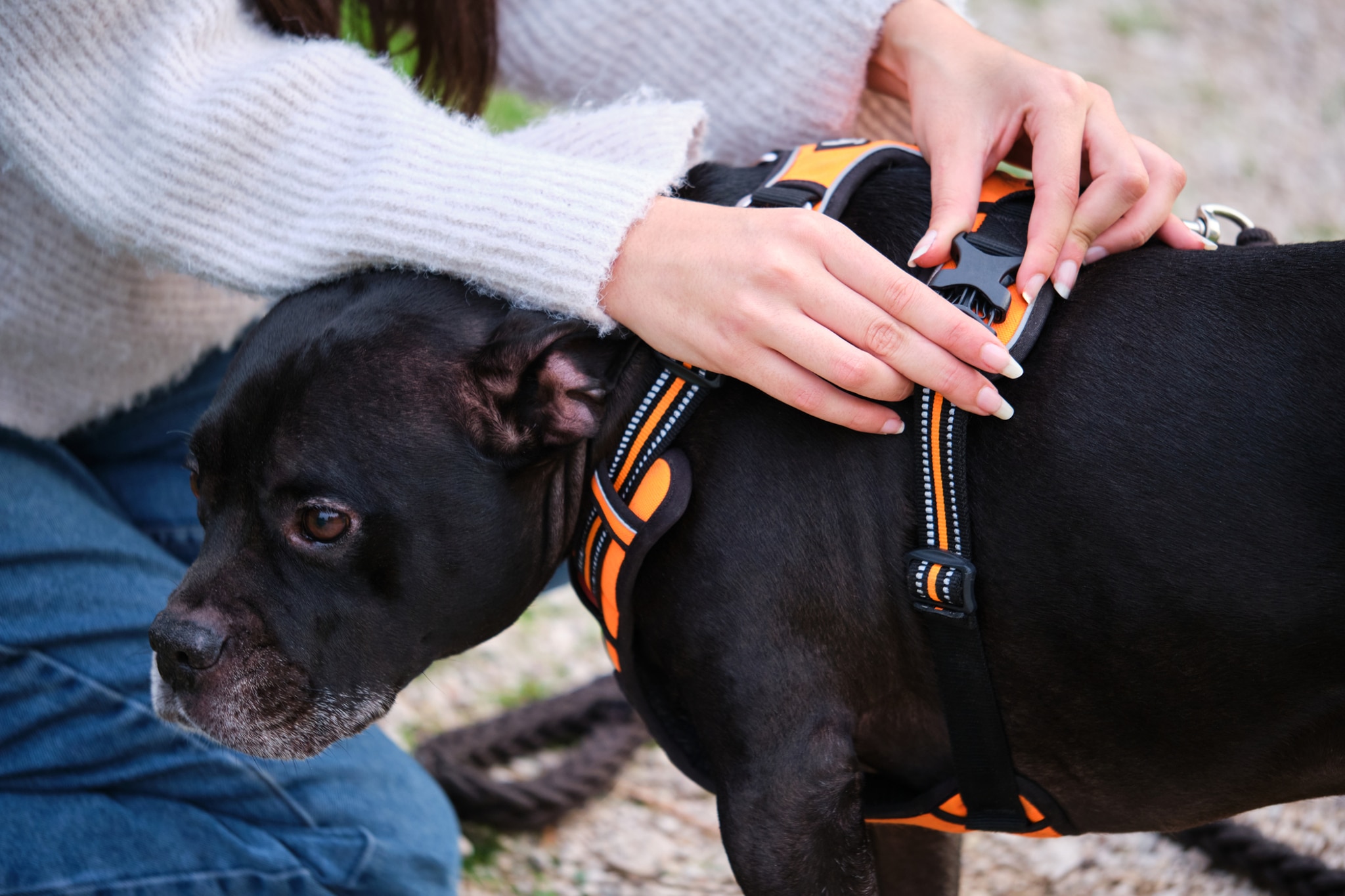 Eine Frau zieht einem Hund ein Geschirr an.