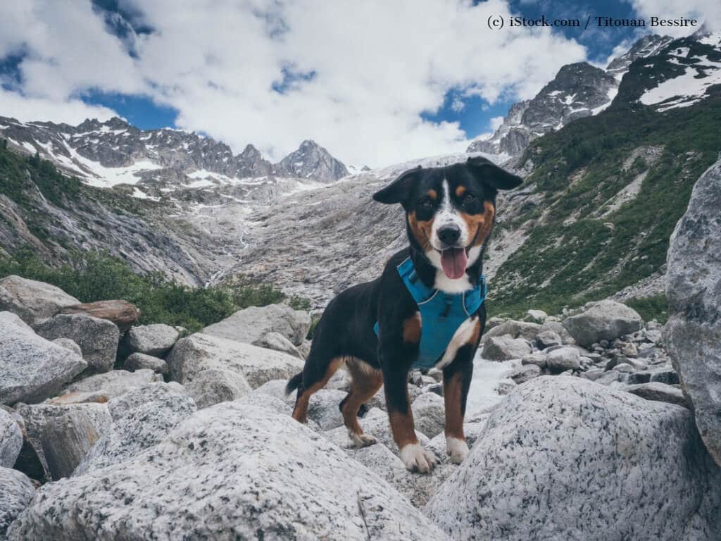 Ein Hund mit einem blauen Geschirr steht vor schönen Bergen.