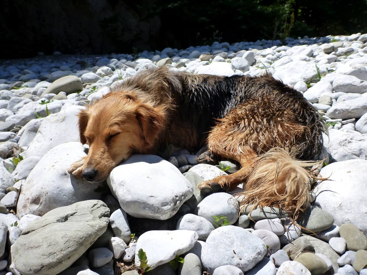 Mischlingshund liegt in praller Sonne