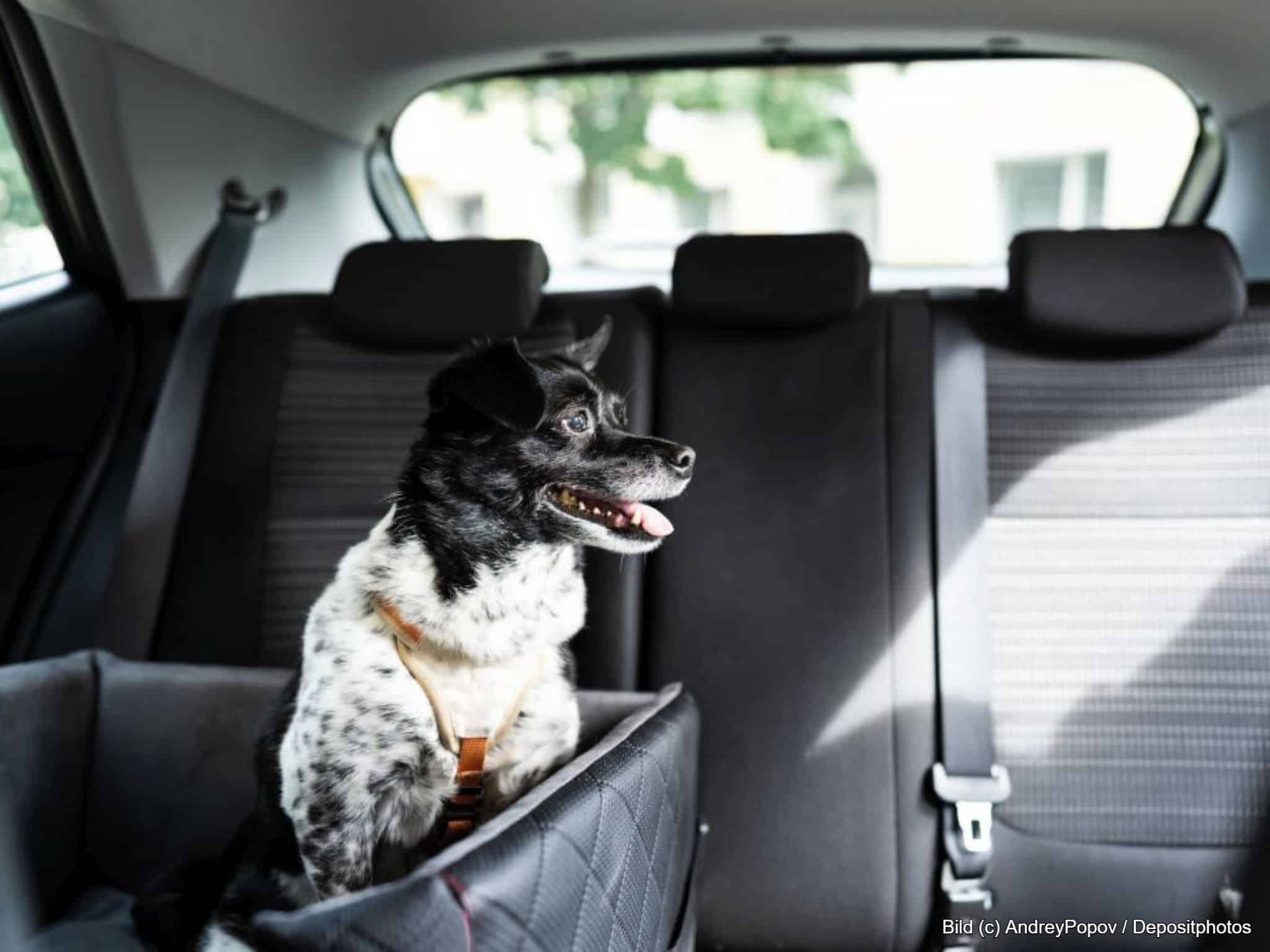 Hund im Autositz auf der Rückbank