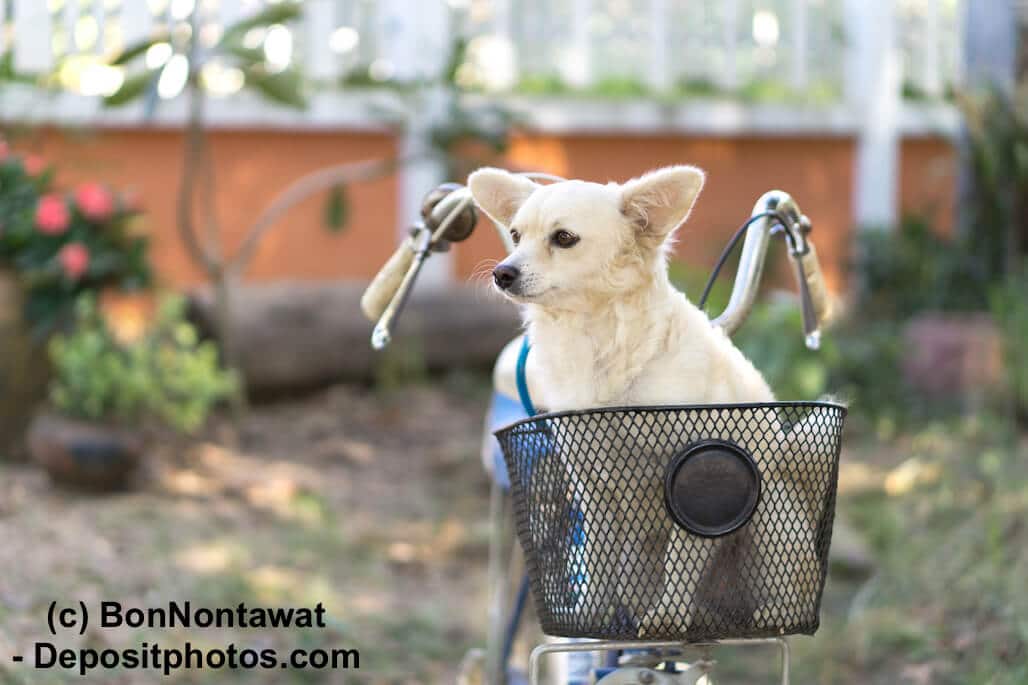 Ein weißer Hund sitzt in einem kleinen Korb am Lenker eines Fahrrades
