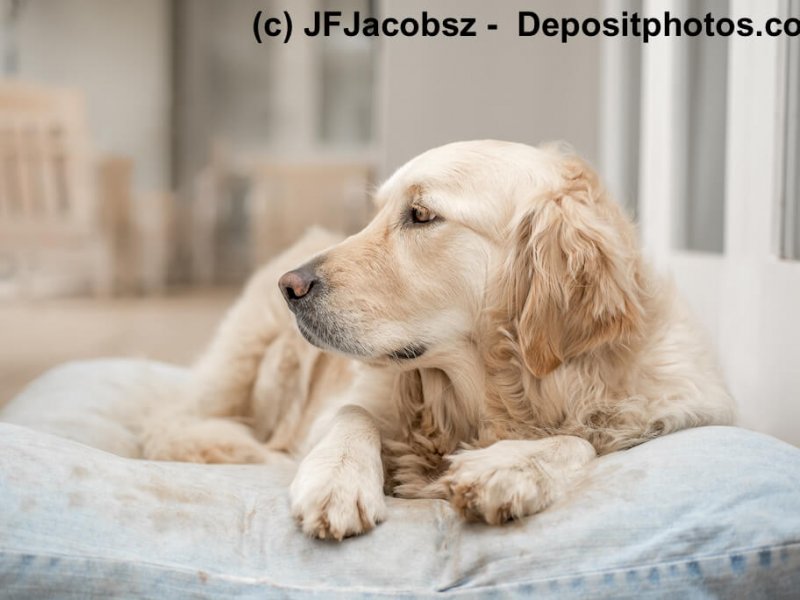 Ruhender Golden Retriever
