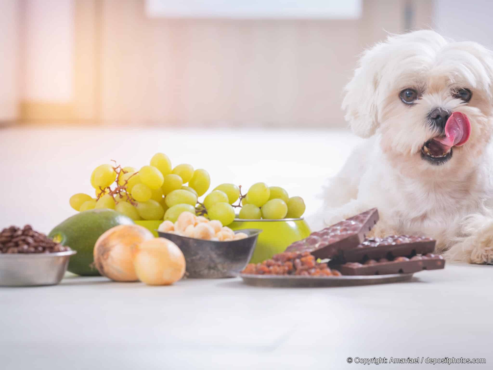 Kleiner Hund sitzt vor giftigen Lebensmitteln