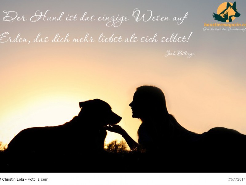 Silhouette of Girl Laying in the Grass with Her Dog