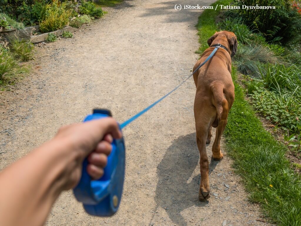 Hund geht an einer Rollleine spazieren.