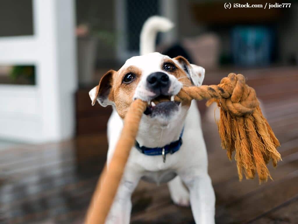 Hund zerrt an einem Spielzeug.