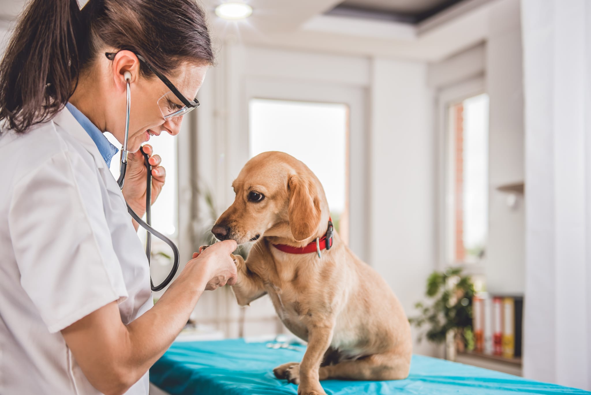 Tierärztin untersucht Hund in veterinärmedizinischer Praxis