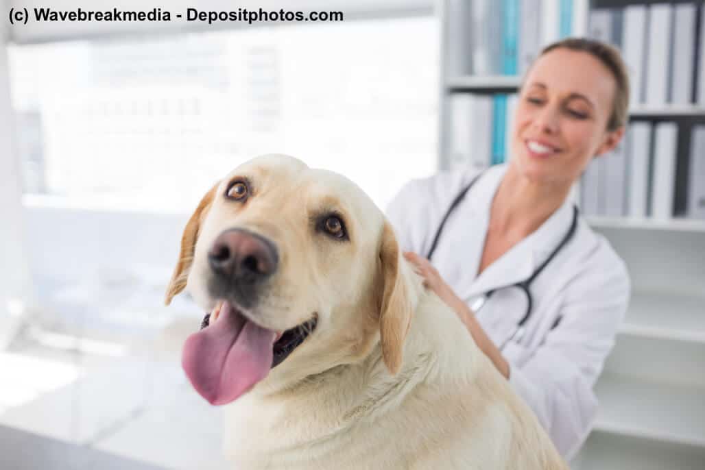 Ein Hund beim Tierarzt schaut fröhlich in die Kamera, im Hintergrund die Tierärztin
