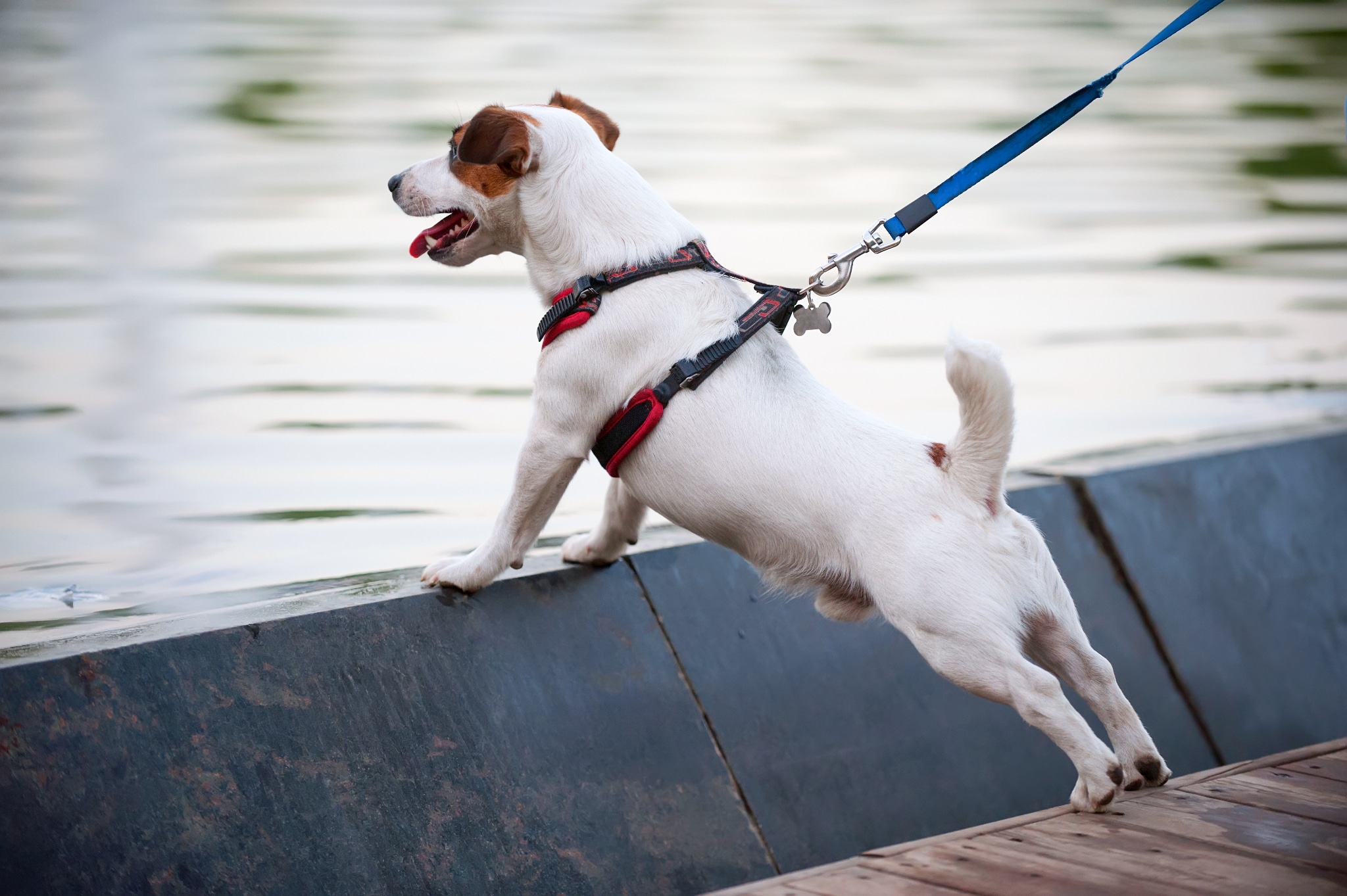 Ein Jack-Russell-Terrier steht am Wasser und zieht an der Leine.