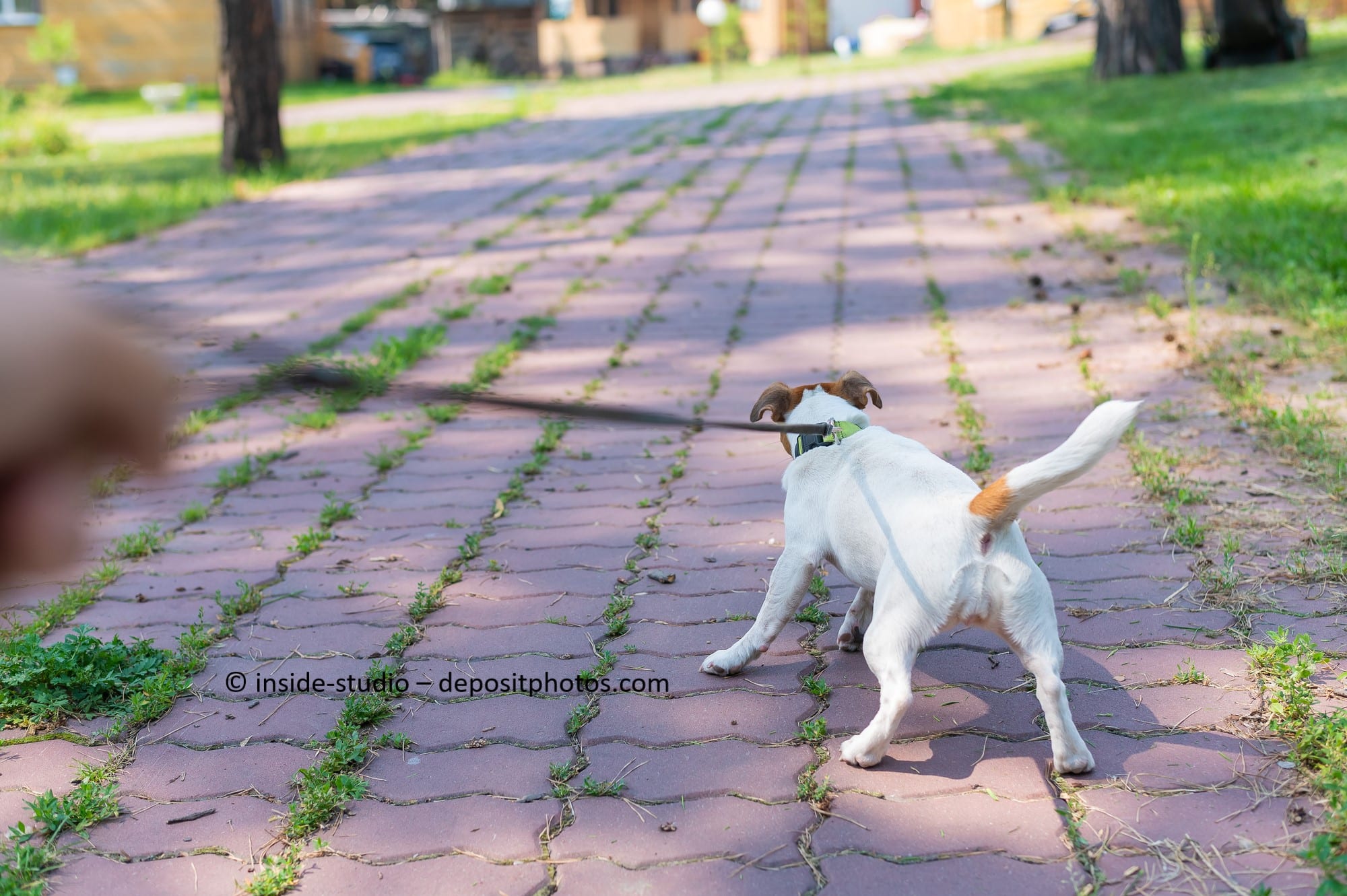 Hund zieht an der Leine einen Weg entlang.