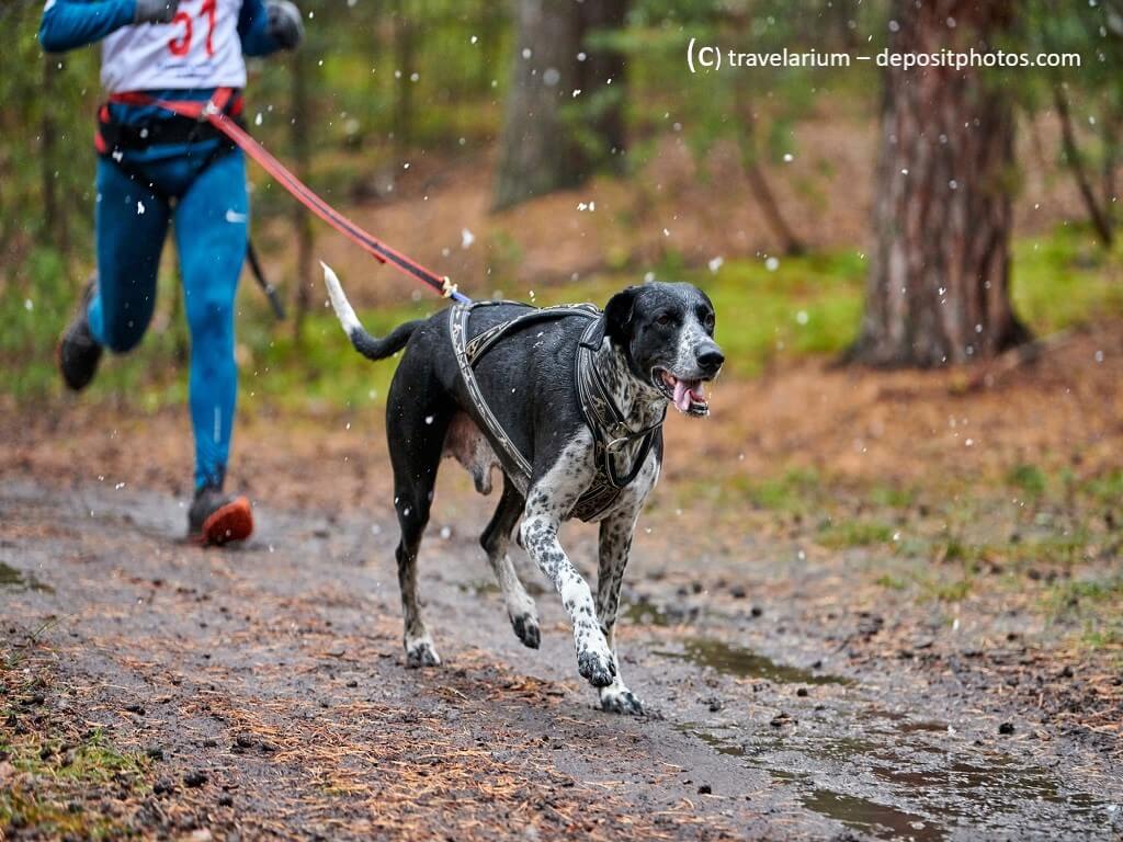 Ein Hund zieht beim Canicross seinen Menschen.